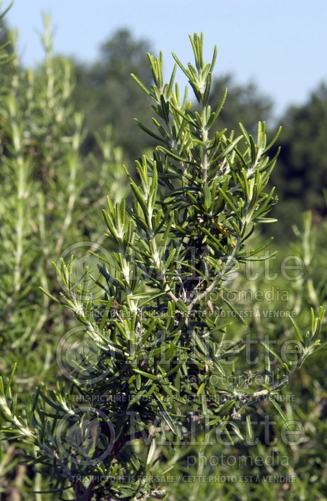 Rosmarinus Rex (Rosemary herb - romarin) 1 