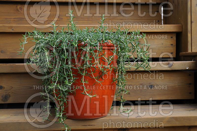 Rosmarinus Huntington Carpet (Rosemary herb - romarin) 7 