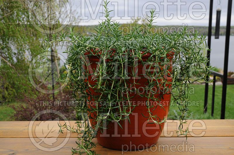 Rosmarinus Huntington Carpet (Rosemary herb - romarin) 5 