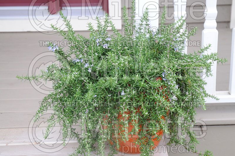 Rosmarinus Huntington Carpet (Rosemary herb - romarin) 2 