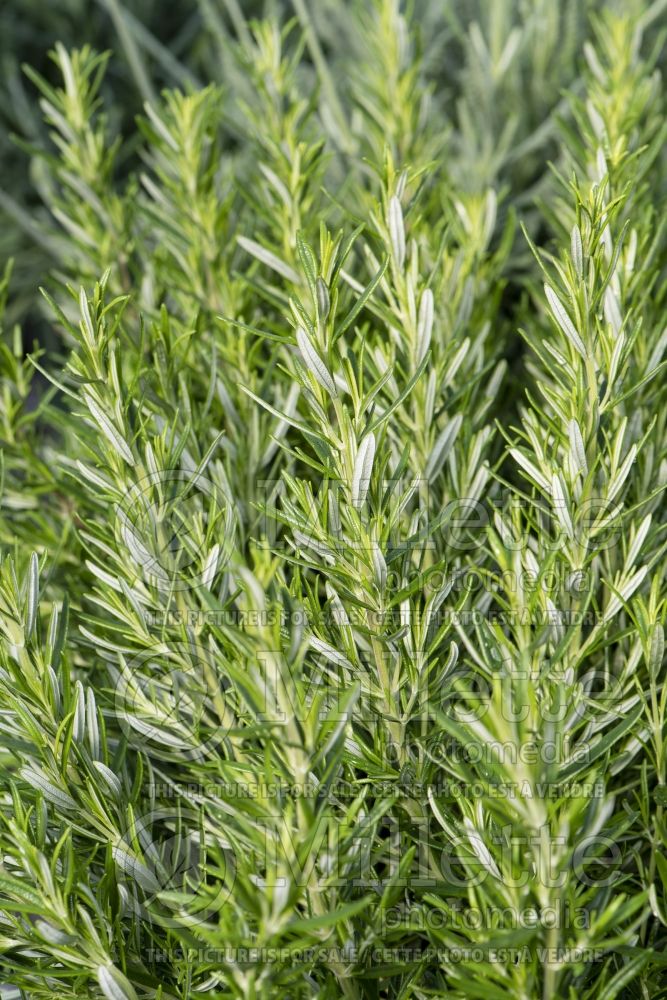 Rosmarinus Barbeque (Rosemary herb - romarin) 1 