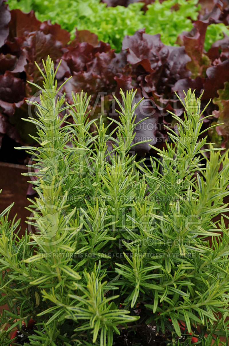 Rosmarinus Gold Dust (Rosemary herb - romarin) 1 