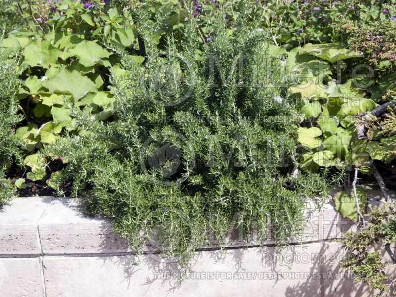 Rosmarinus Huntington Carpet (Rosemary herb - romarin) 8 