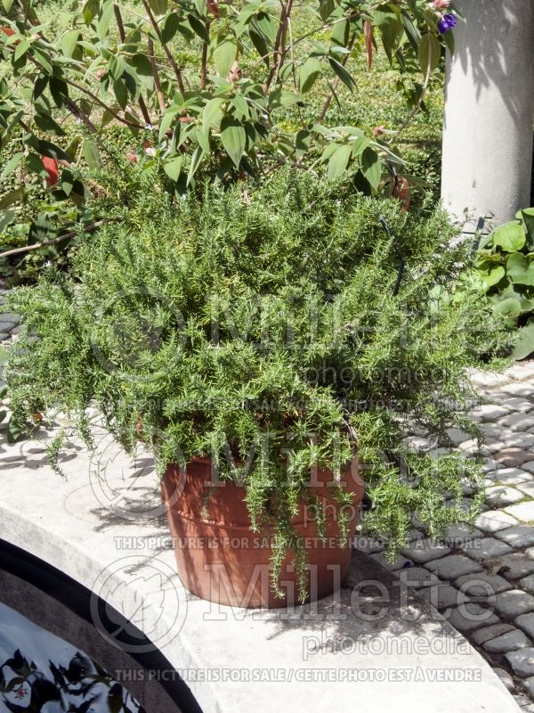 Rosmarinus Huntington Carpet (Rosemary herb - romarin) 9 