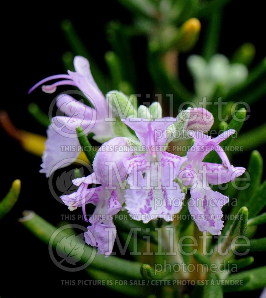 Rosmarinus Majorca Pink (Rosemary herb - romarin) 2 