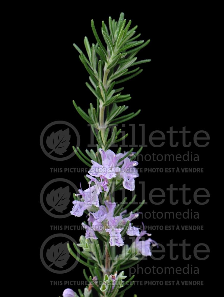 Rosmarinus Majorca Pink (Rosemary herb - romarin) 1 