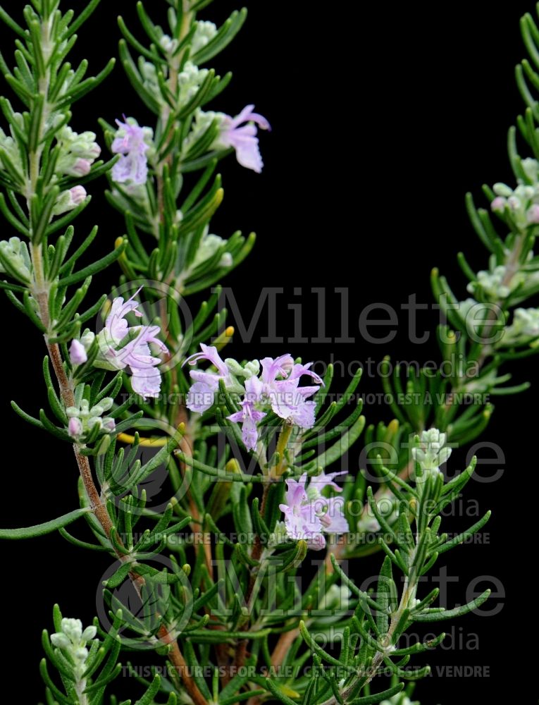 Rosmarinus Majorca Pink (Rosemary herb - romarin) 3 