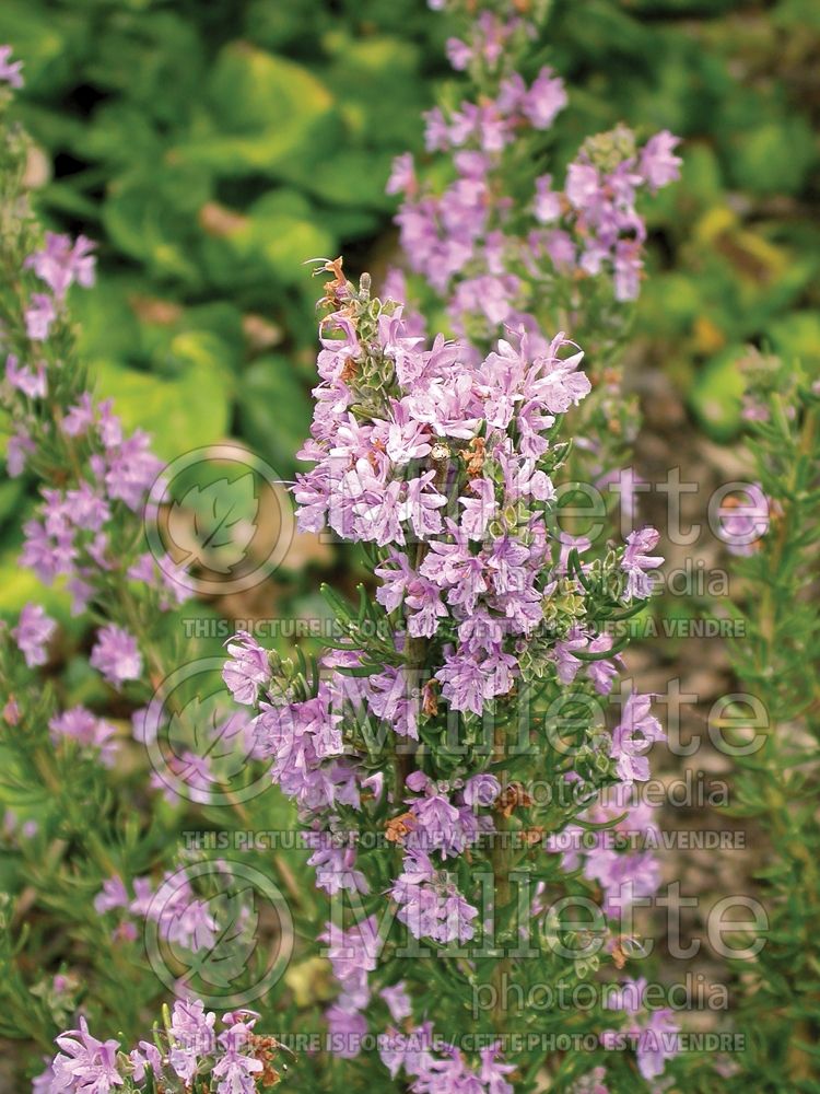 Rosmarinus Majorca Pink (Rosemary herb - romarin) 4 