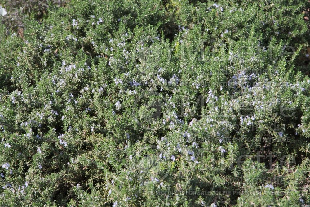 Rosmarinus Prostratus (Rosemary herb - romarin) 2 