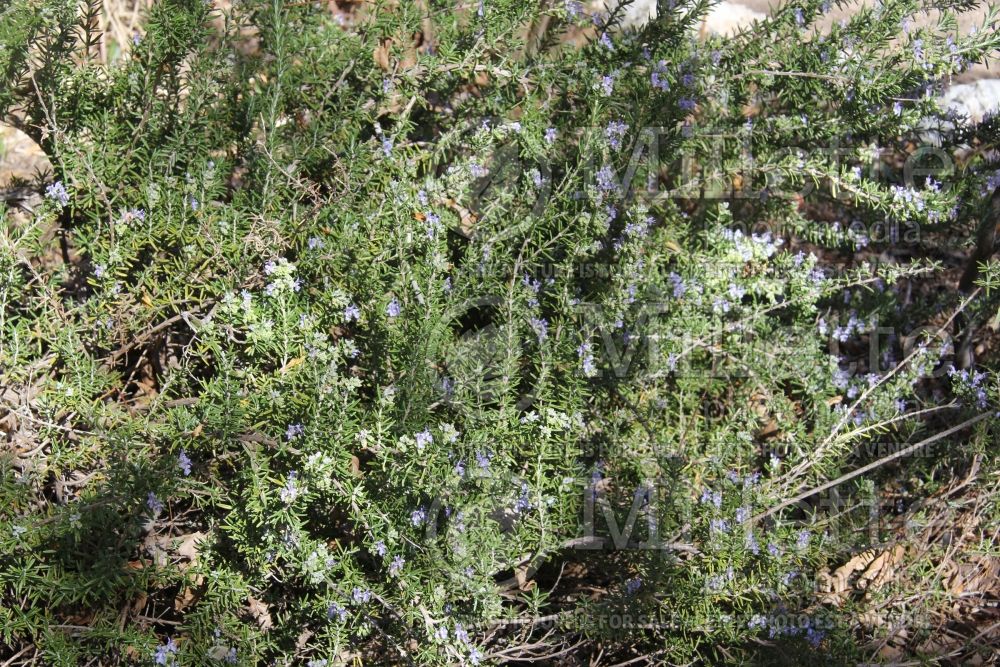 Rosmarinus Prostratus (Rosemary herb - romarin) 3 