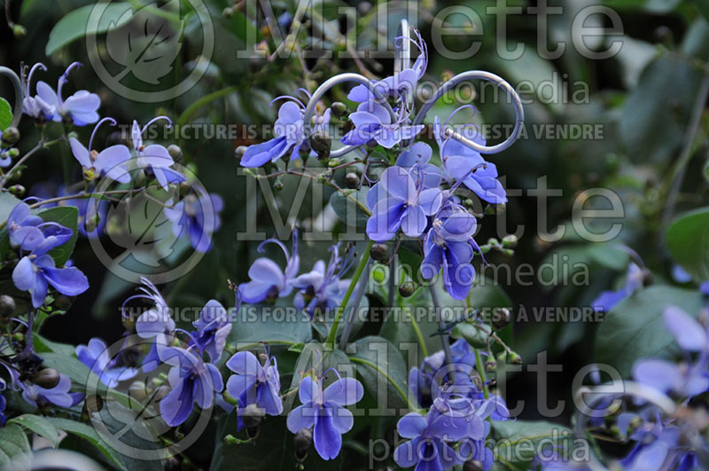 Rotheca or Clerodendrum Blavinge (Blue Butterfly Bush) 1 