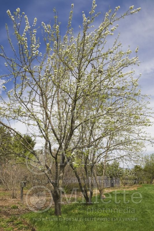 Row of Pyrus - Pear trees in bloom in spring - trees 1