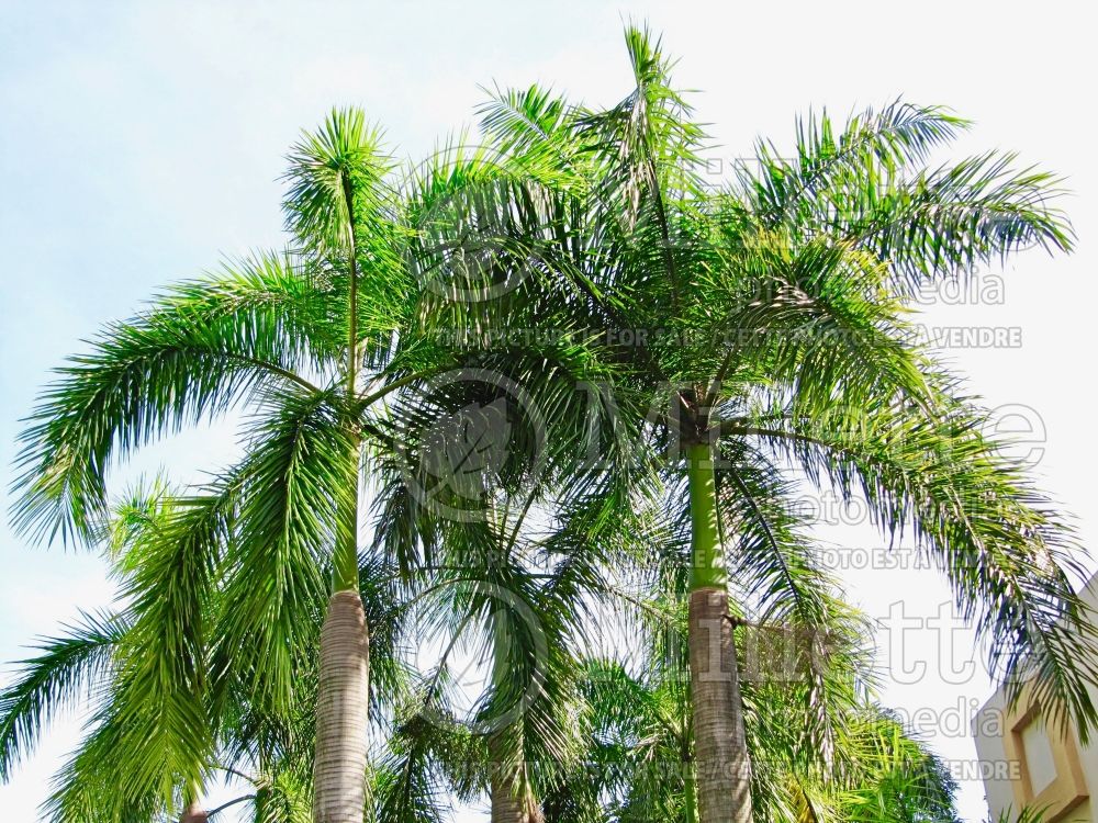 Roystonea regia (Royal palm) 1 