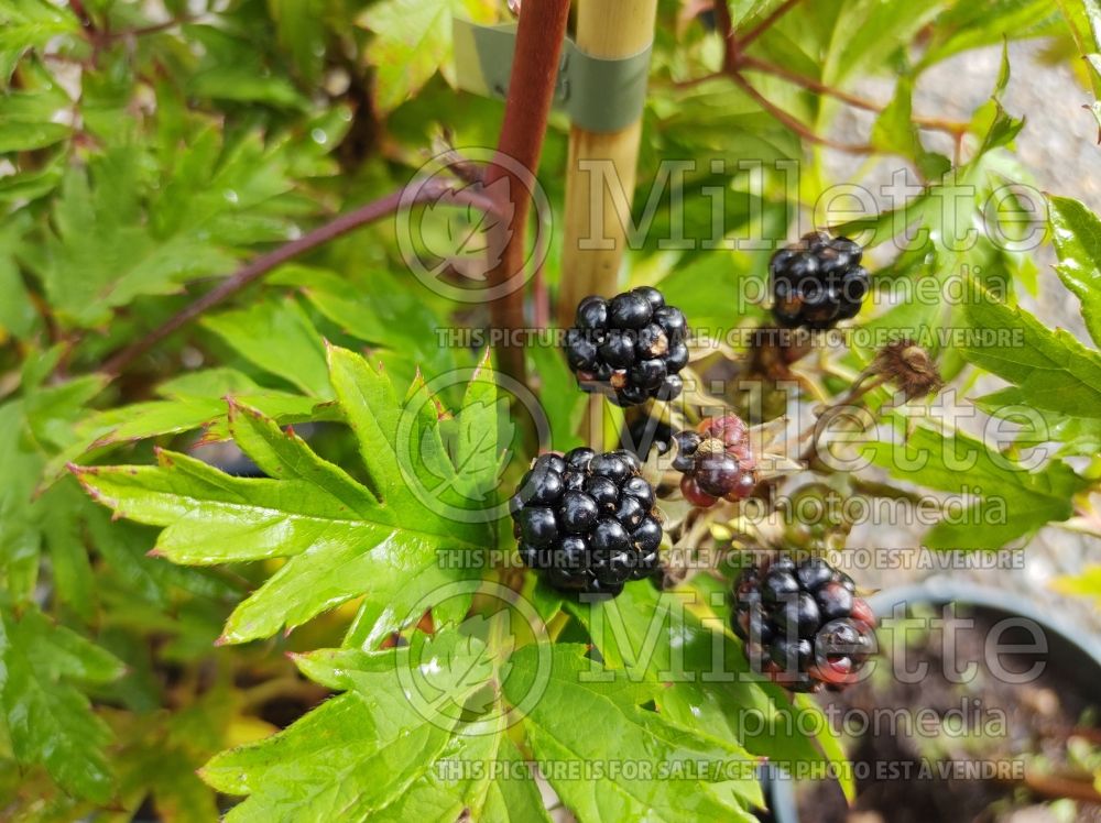 Rubus Oregon Thornless (Blackberry bramble bush) 1 