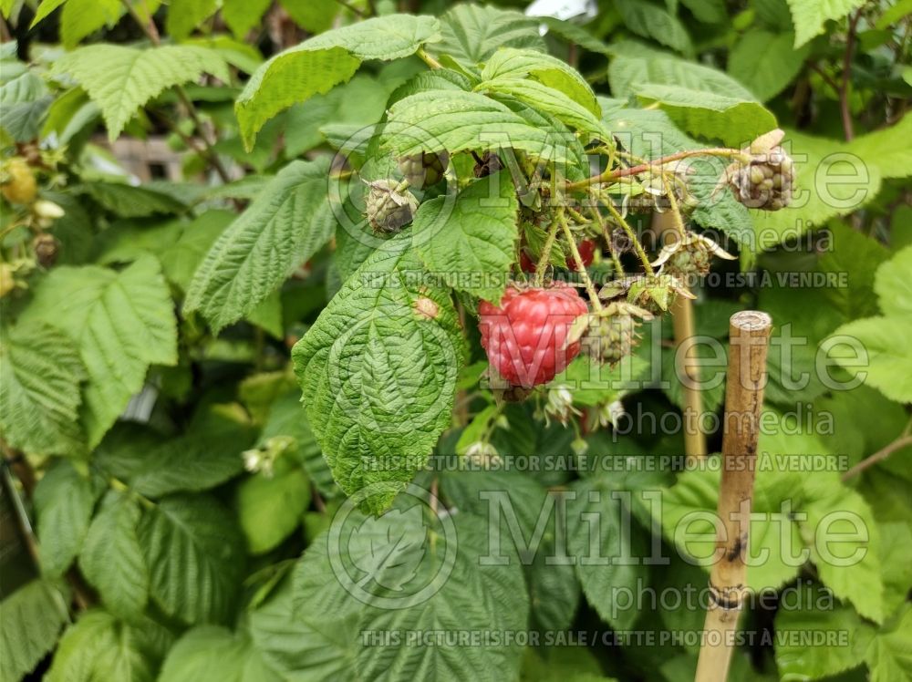 Rubus Autumn Bliss (Raspberry) 1