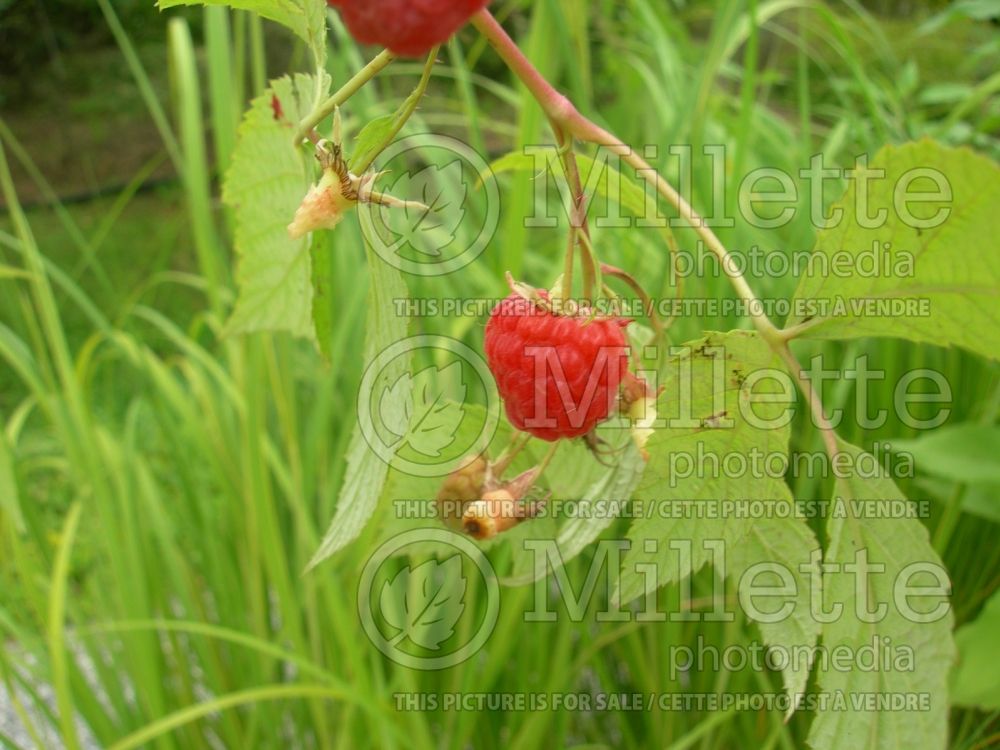 Rubus Caroline (Raspberry) 3