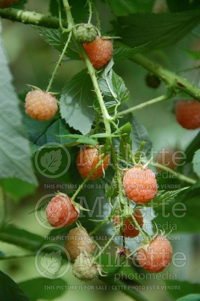 Rubus Fallgold (Raspberry) 1