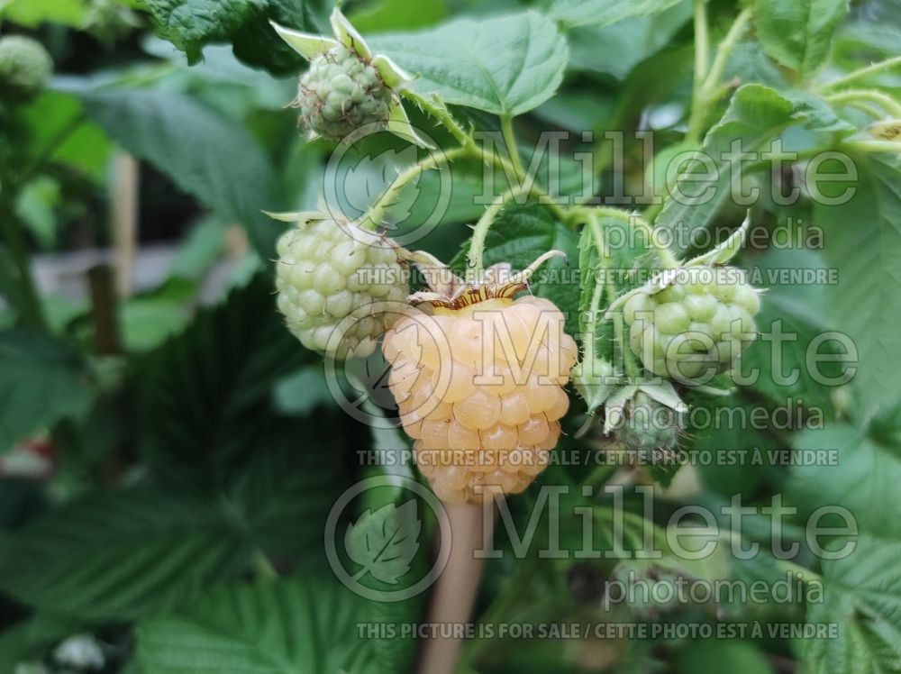 Rubus Golden Everest (Raspberry) 2