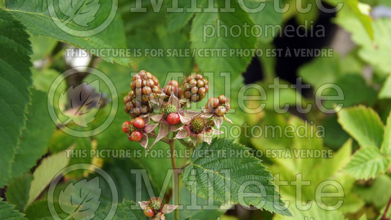 Rubus Arapaho (Thornless Blackberry) 2