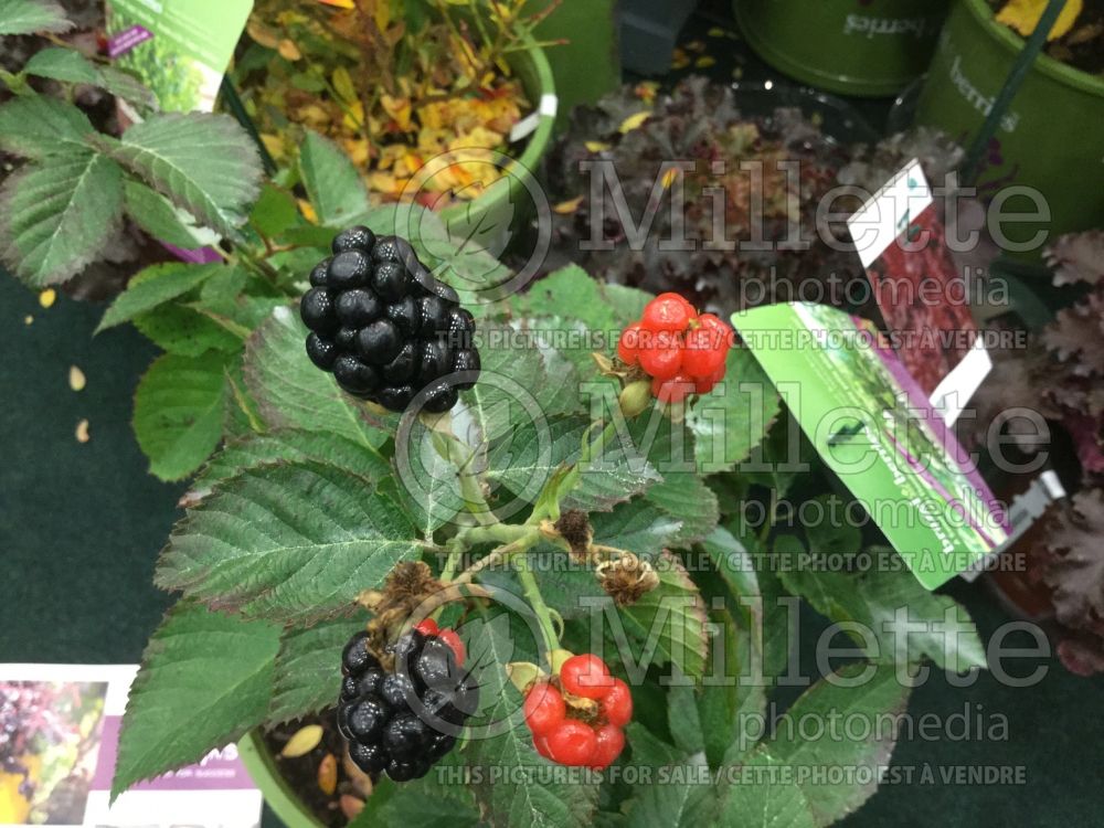 Rubus Baby Cakes (Blackberry bramble bush fruits - mures) 1 
