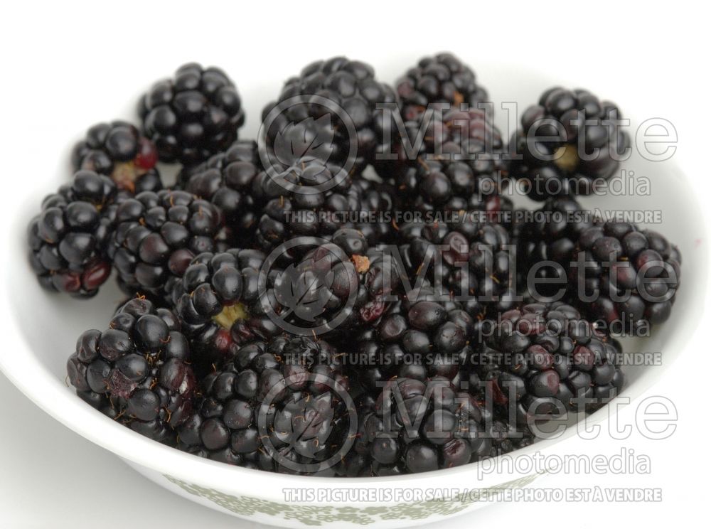 Rubus fruticosus (Blackberry bramble bush fruits - mures) 4 