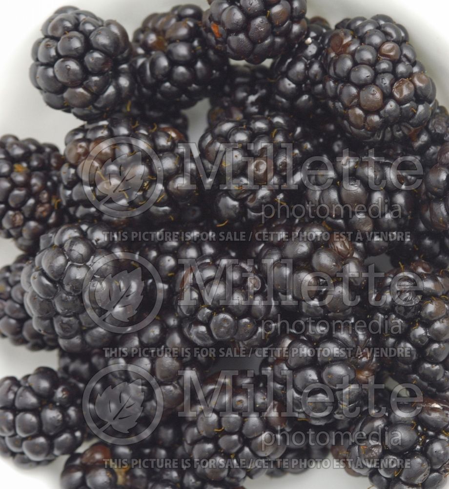 Rubus fruticosus (Blackberry bramble bush fruits - mures) 5 