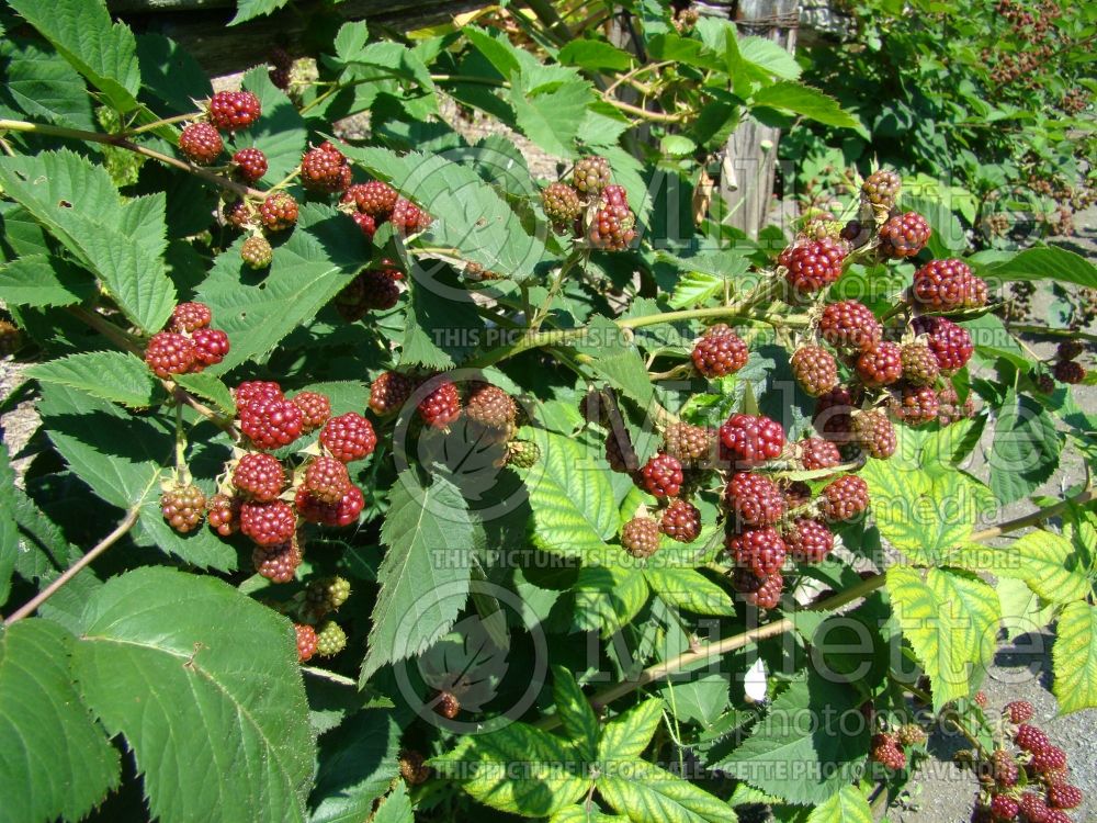 Rubus Perron Black (Blackberry bramble bush) 3 