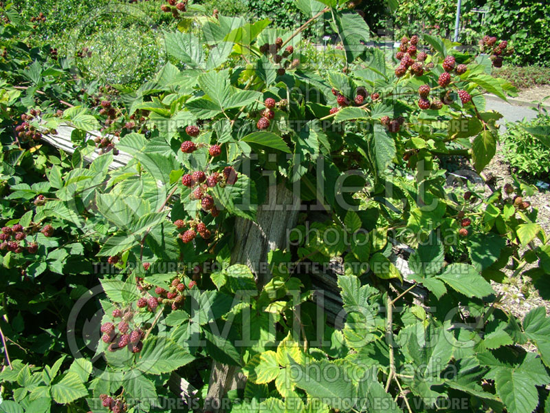 Rubus Perron Black (Blackberry bramble bush) 4 