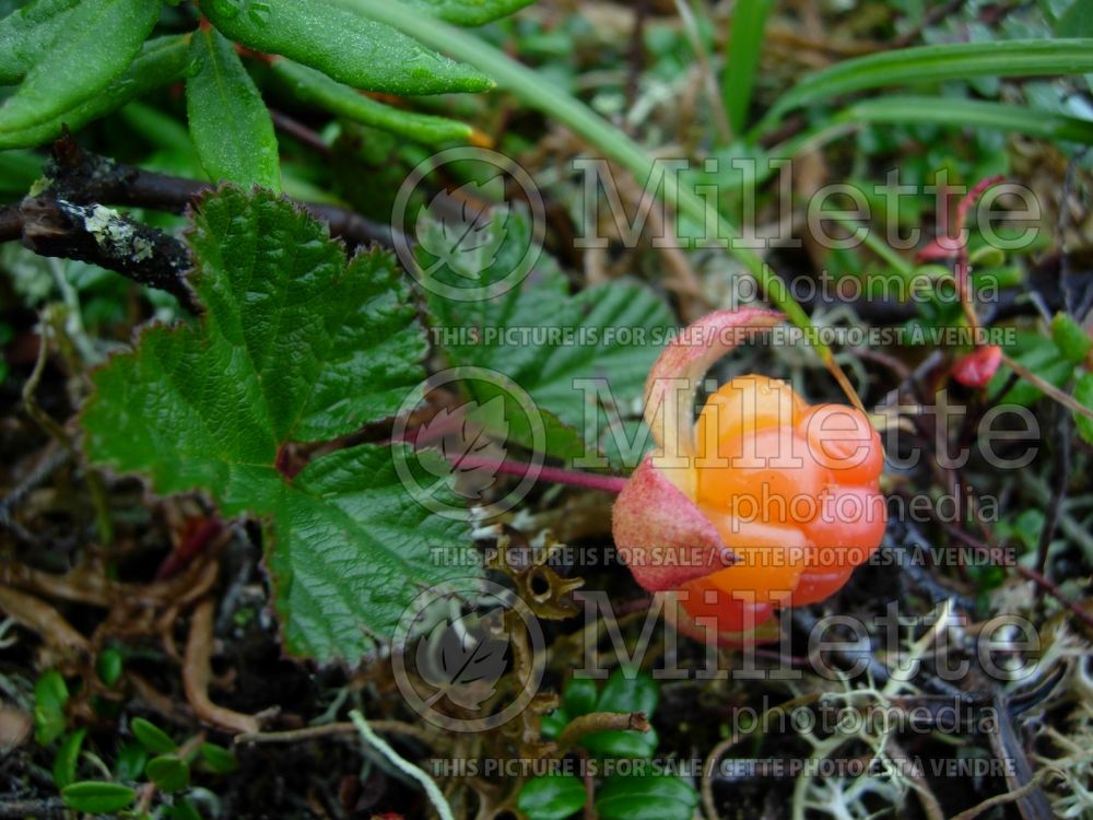 Rubus chamaemorus (cloudberry) 6