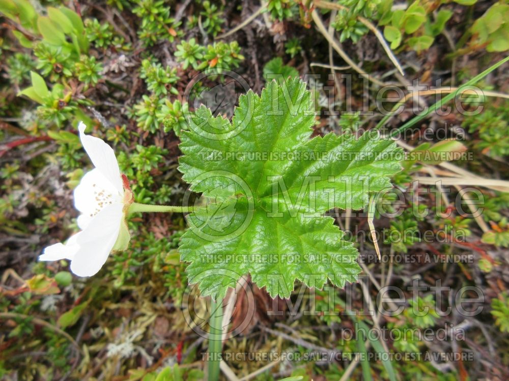 Rubus chamaemorus (cloudberry) 3