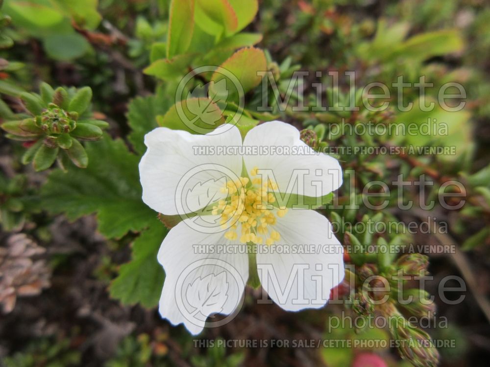 Rubus chamaemorus (cloudberry) 1