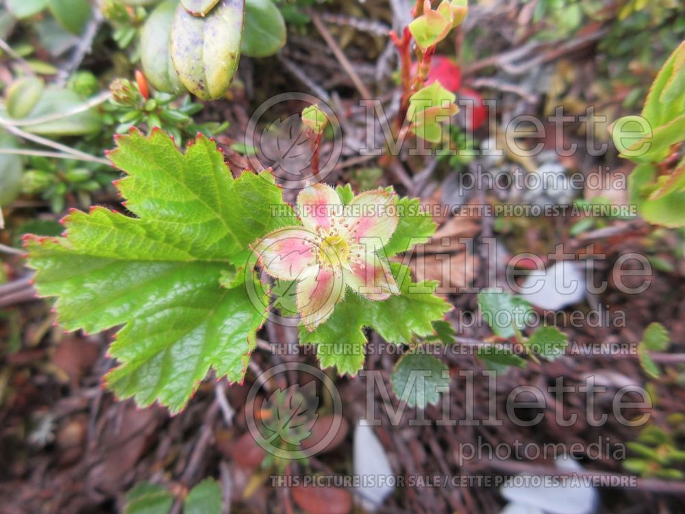 Rubus chamaemorus (cloudberry) 2