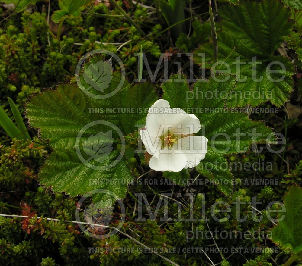 Rubus chamaemorus (cloudberry) 9