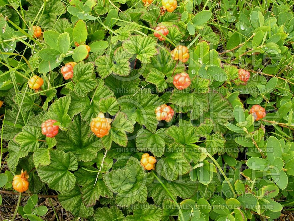 Rubus chamaemorus (cloudberry) 10