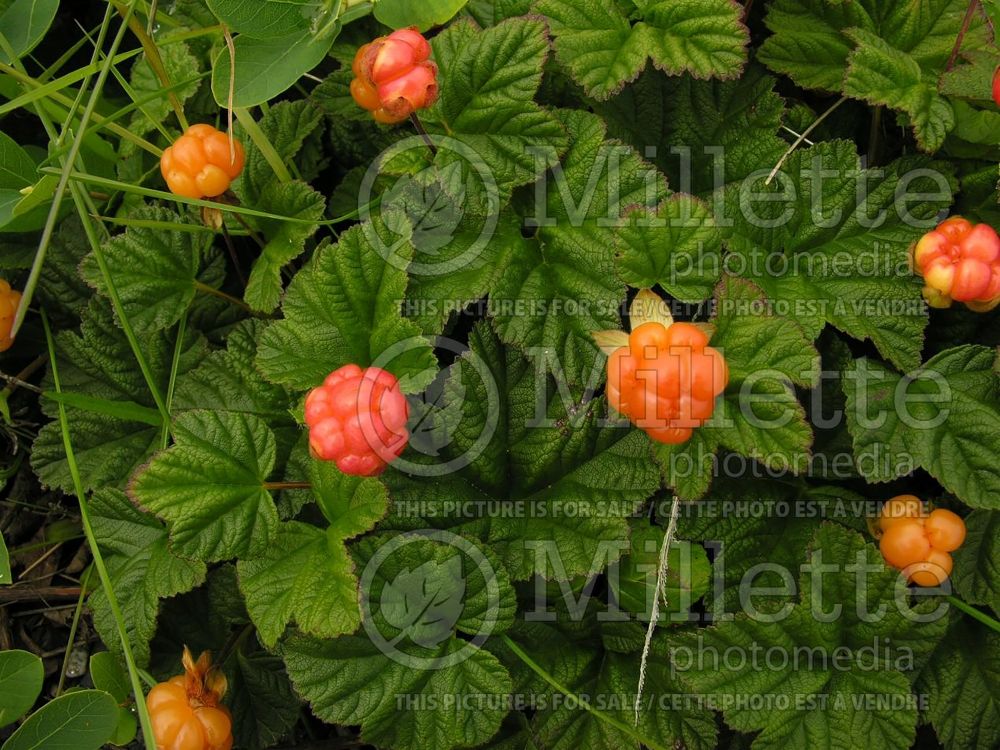 Rubus chamaemorus (cloudberry) 11