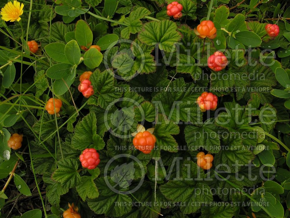 Rubus chamaemorus (cloudberry) 12