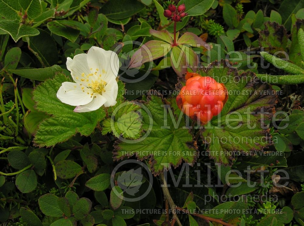 Rubus chamaemorus (cloudberry) 7