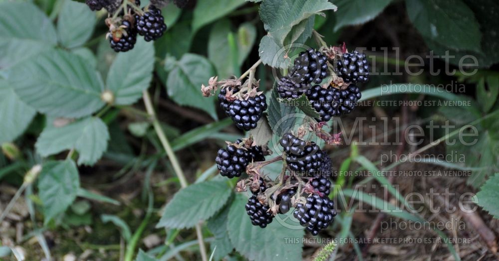 Rubus Chester (Blackberry) 1