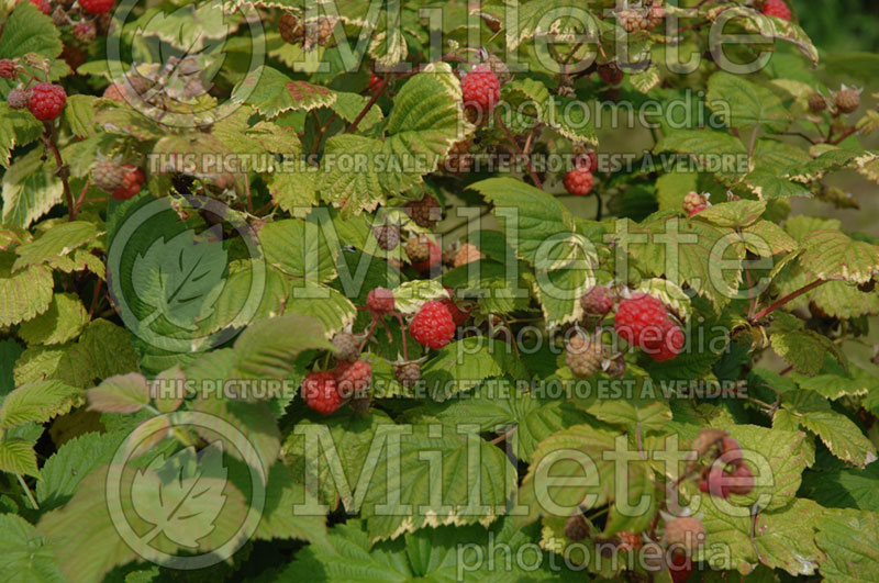 Rubus Festival (Blackberry bramble bush) 2 