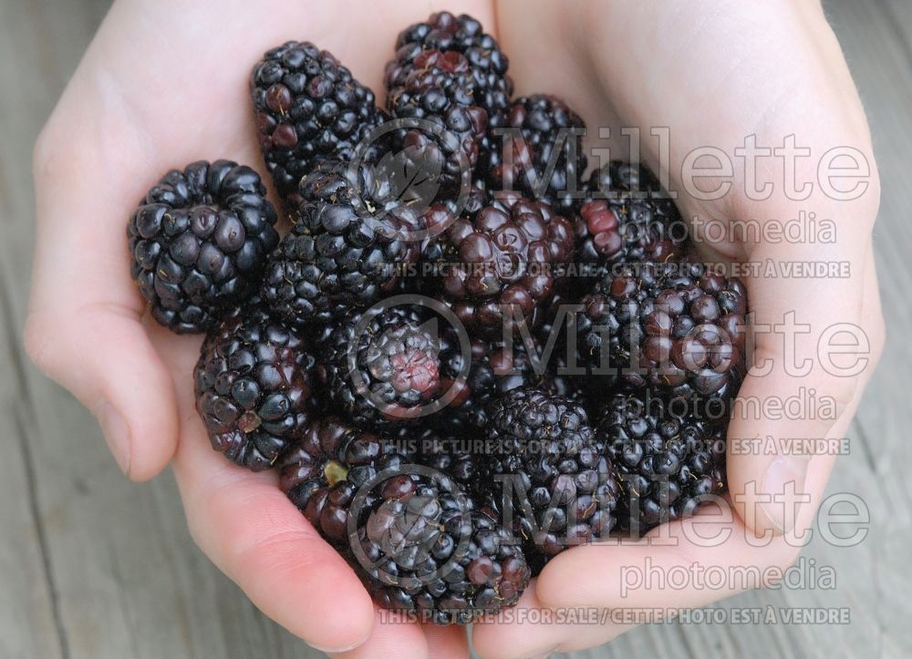 Rubus fruticosus (Blackberry bramble bush fruits - mures) 2 