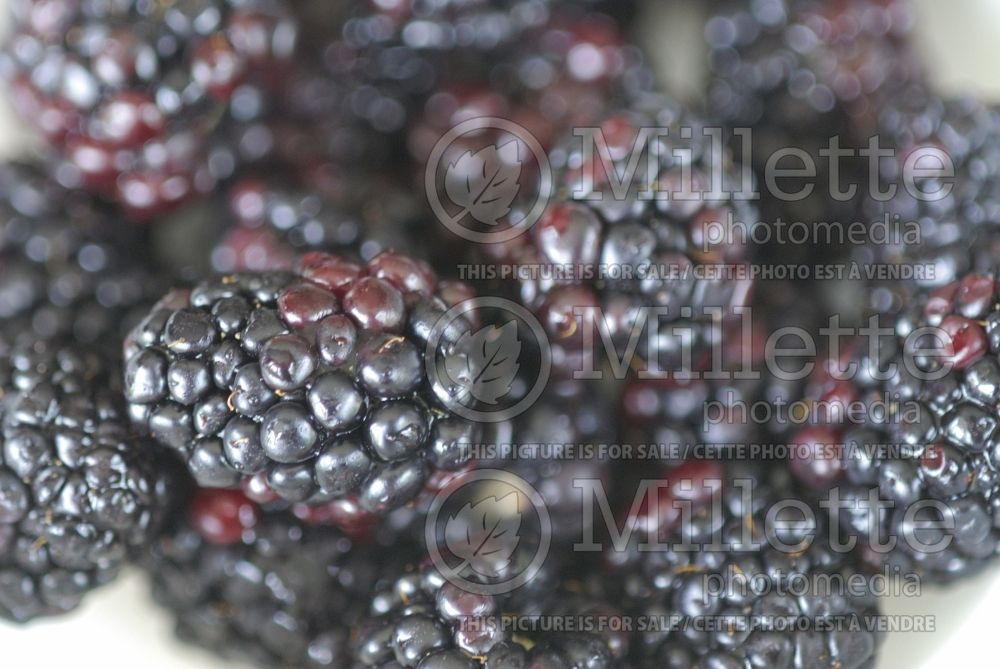 Rubus fruticosus (Blackberry bramble bush fruits - mures) 3 