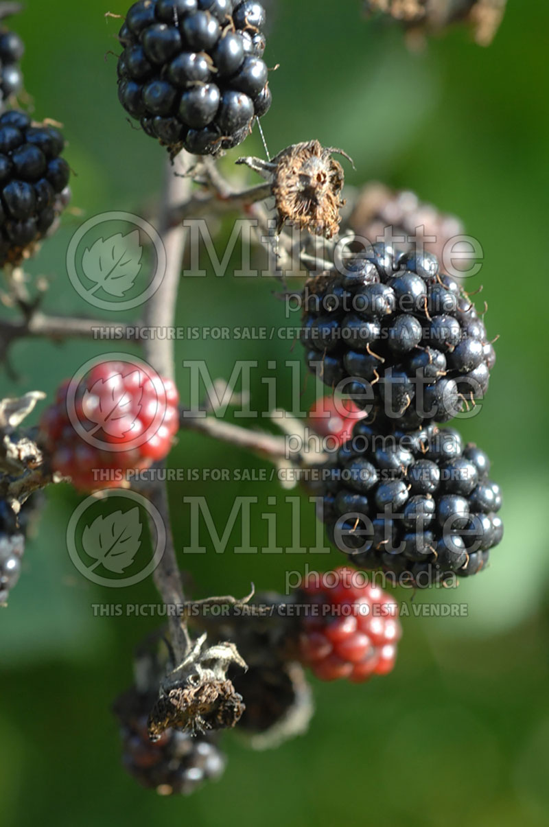 Rubus fruticosus (Blackberry bramble bush fruits - mures) 1 