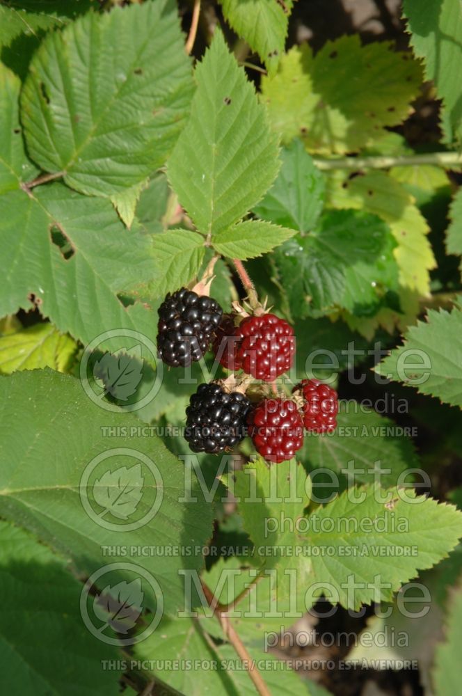 Rubus Perron Black (Blackberry bramble bush) 2 