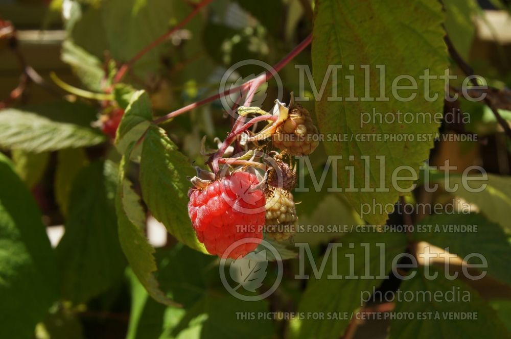 Rubus Caroline (Raspberry) 2