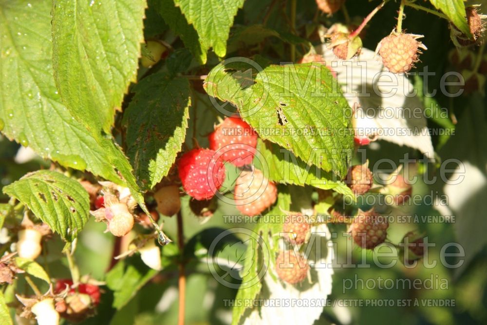 Rubus Festival (Blackberry bramble bush) 3 