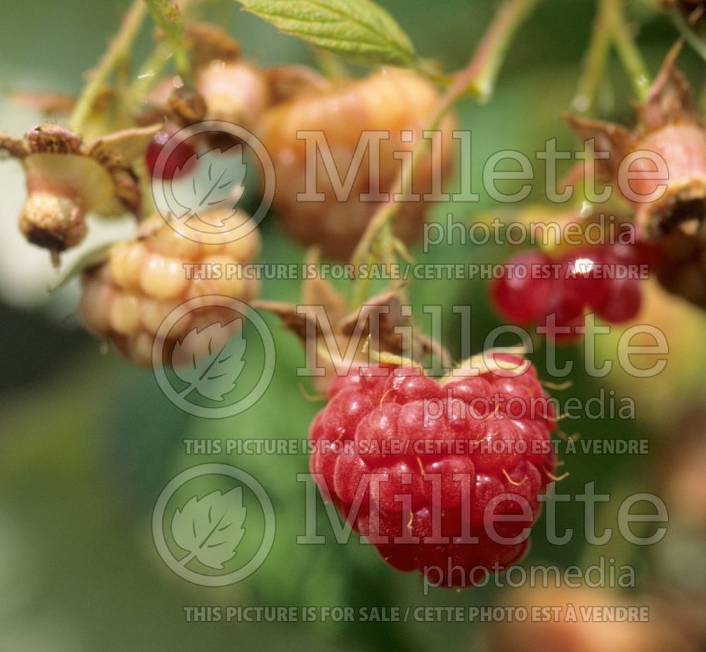 Rubus Festival (Blackberry bramble bush) 1 