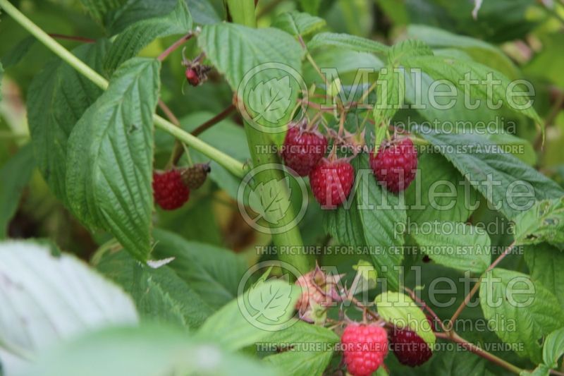 Rubus Heritage (red raspberry) 1 