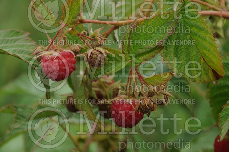 Rubus Pathfinder (Raspberry) 1 