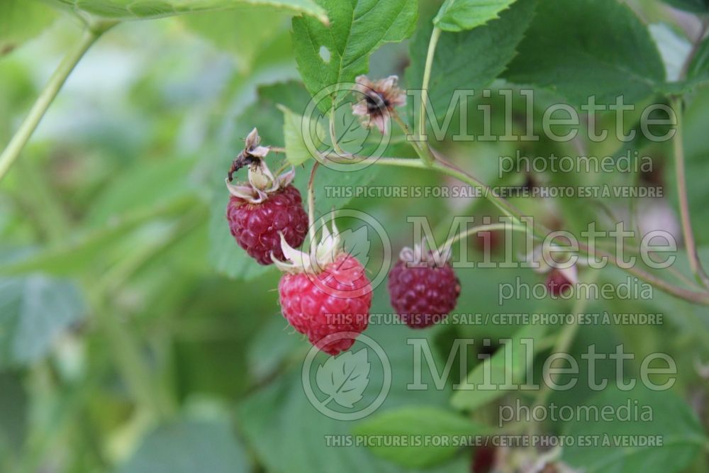 Rubus Willamette (red raspberry) 2 