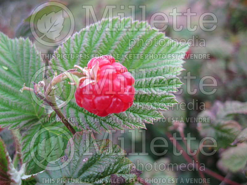 Rubus Killarney (Raspberry) 1 